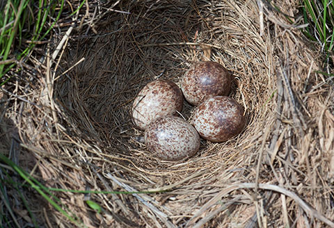 African Pipit nest